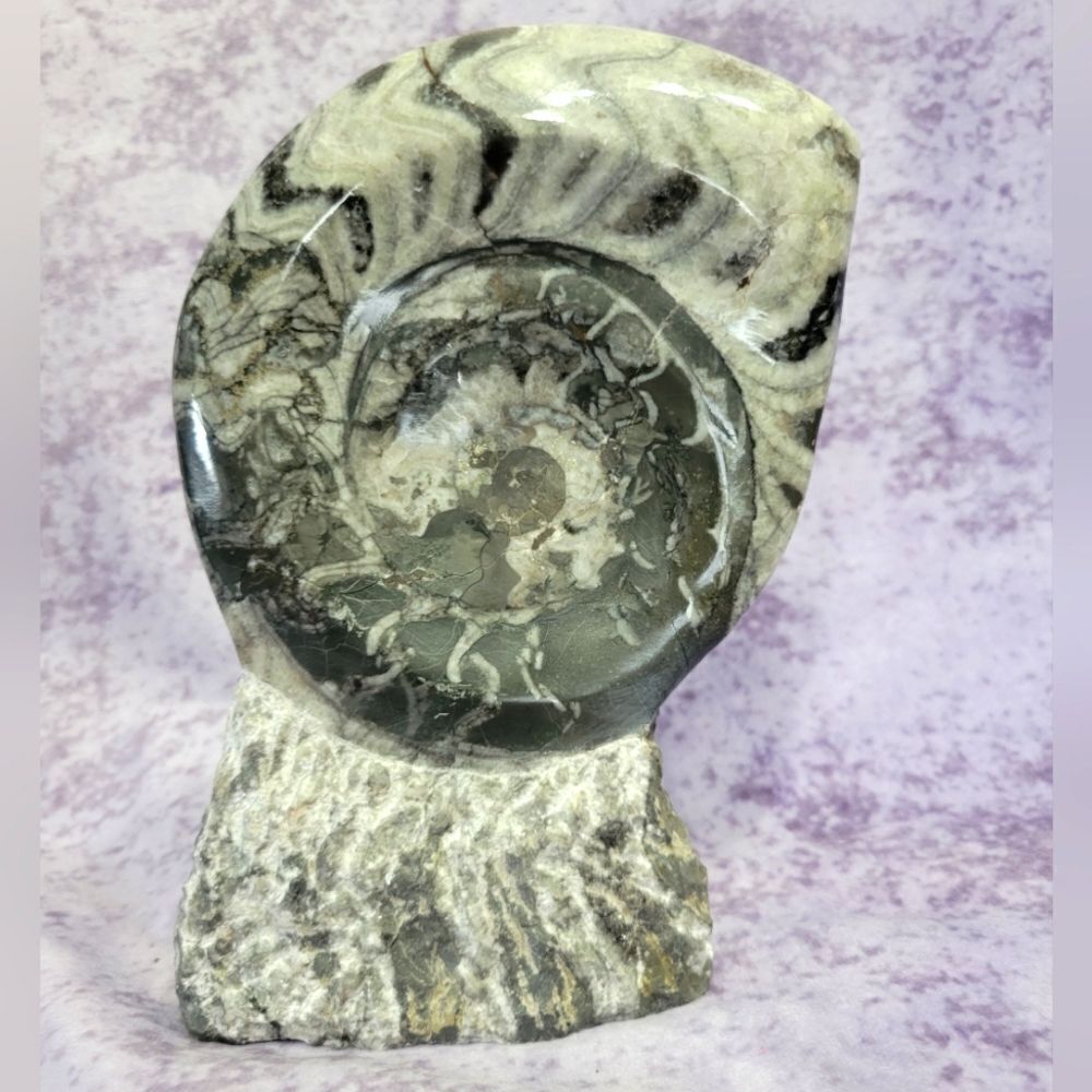 Ammonite & Goniatte Fossil Free Standing